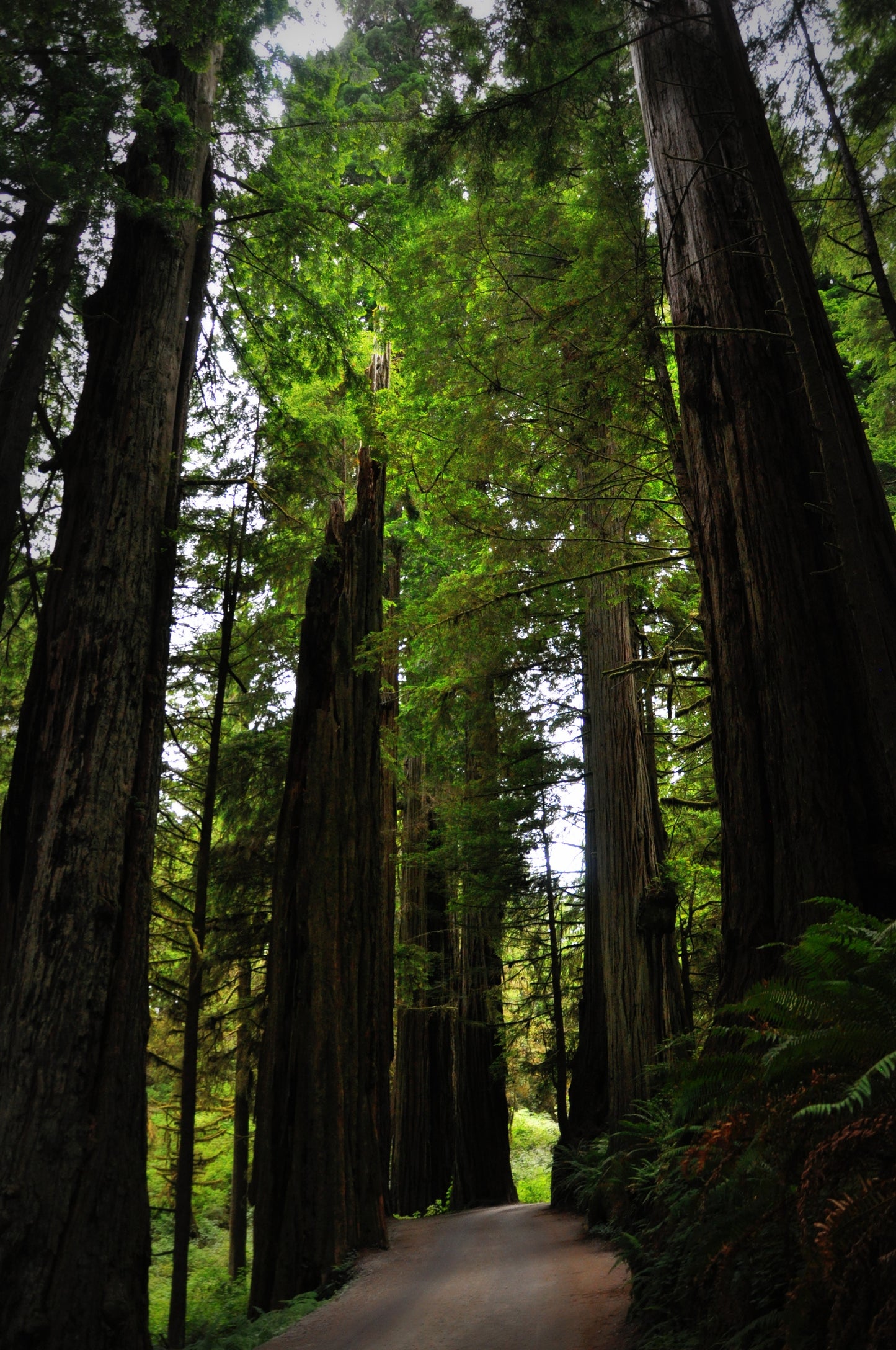 CA0002 - Coastal Redwoods