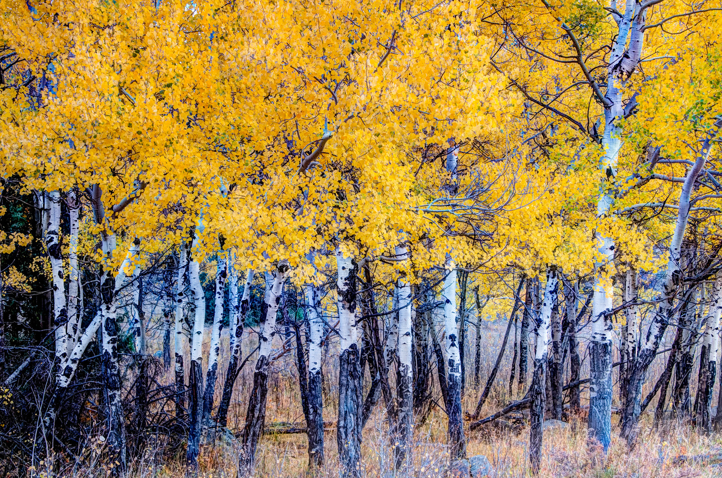 COL0037 Autumn Aspen Grove in Rocky Mountain National Park