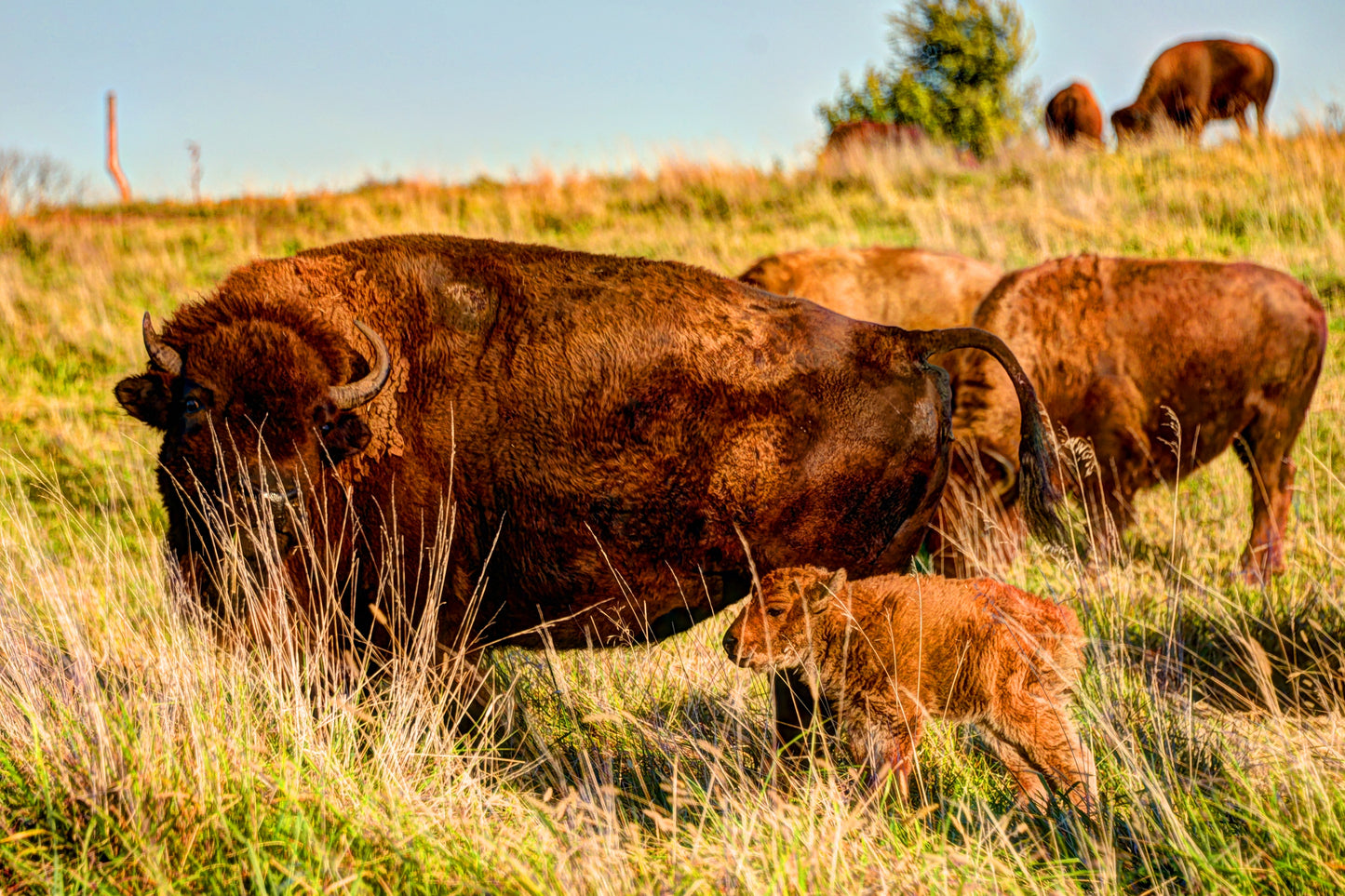 DG0005 - Newest Member of the Herd