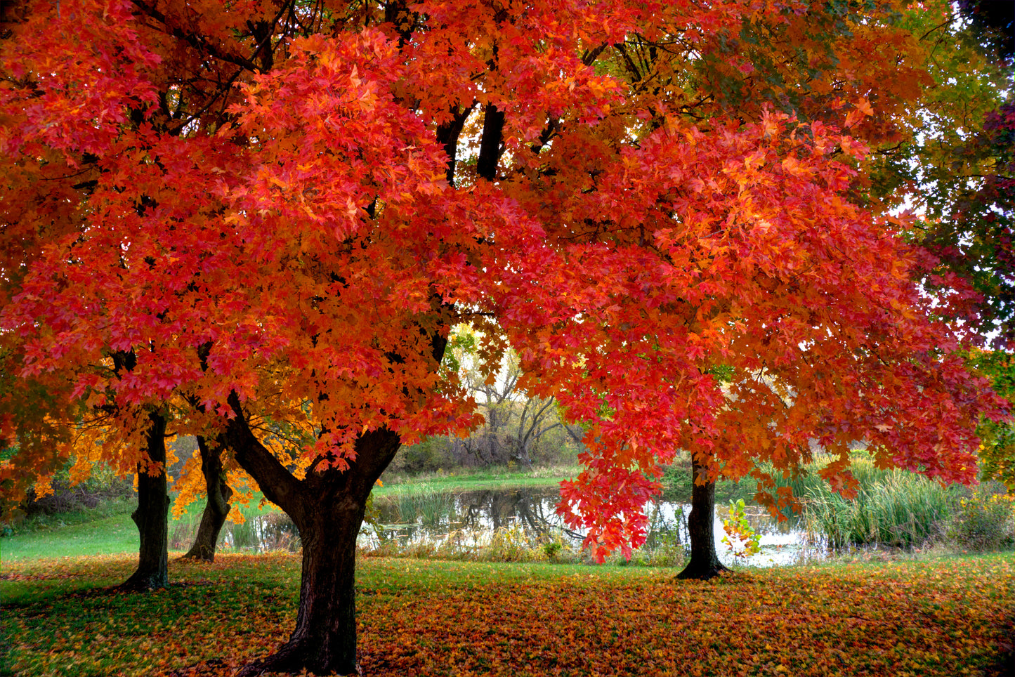 DG0012 - Colorful Autumn Maples