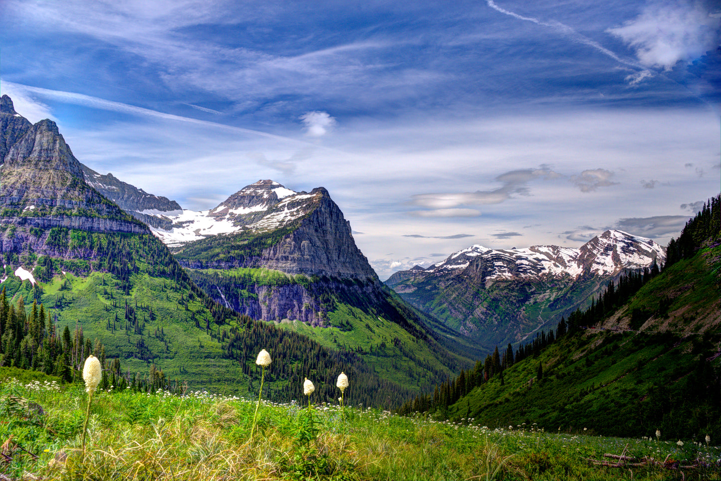 MT0001 - Bear Grass In Glacier National Park