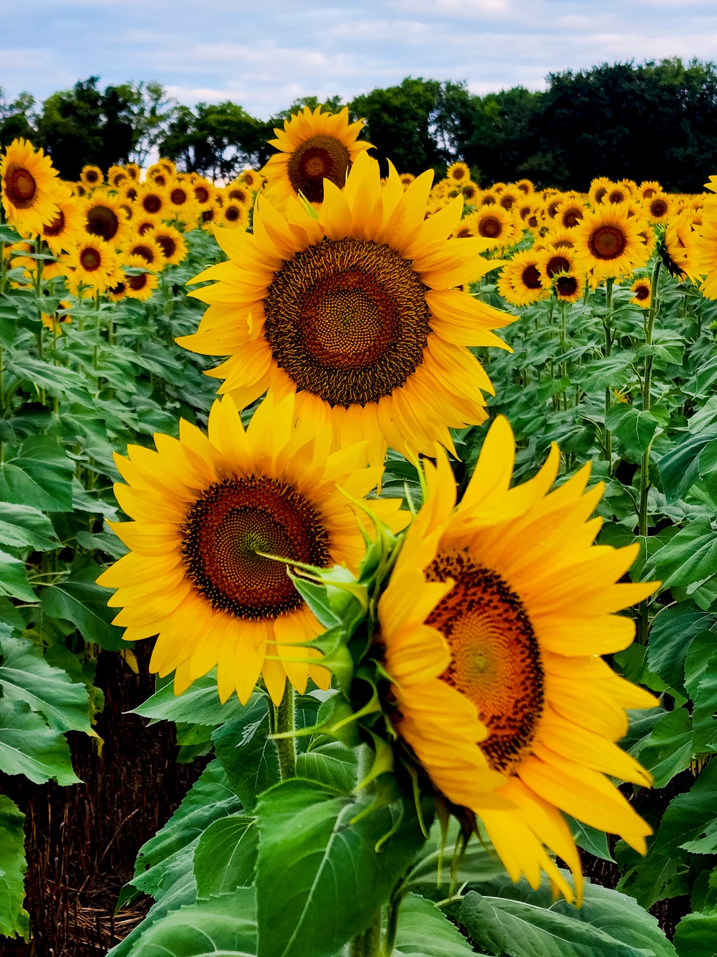 SUN0038 - Let Us Dance in the Sun