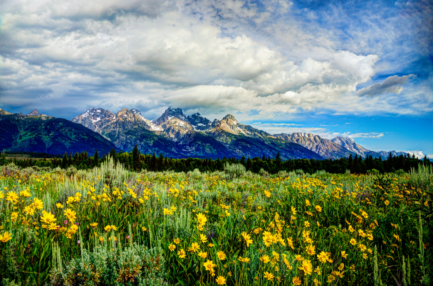 WY0015 - Summer Blooms in the Tetons