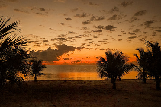 BE0005 - Predawn Splendor