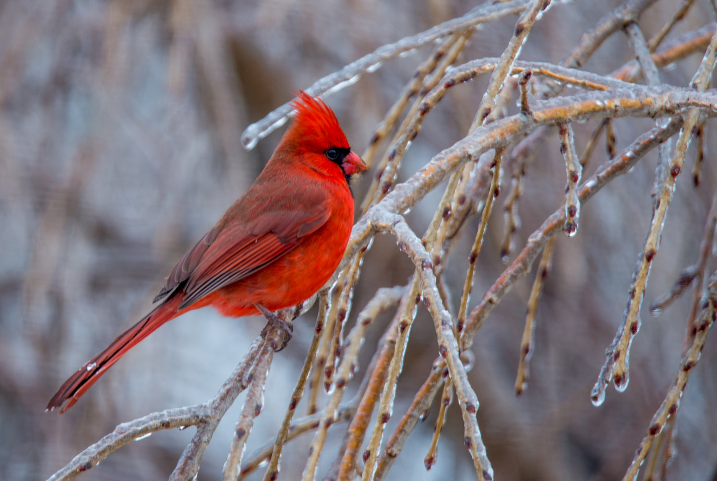 BI0002 - Red Cardinal on Icy Day