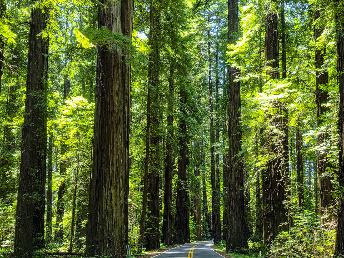 CA0019 - Drive Through Coast Redwoods