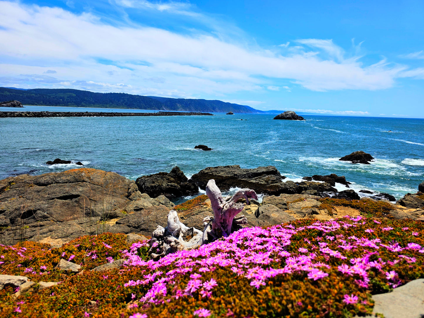 CA0024 - Pink Ice Plants Along the Pacific Ocean