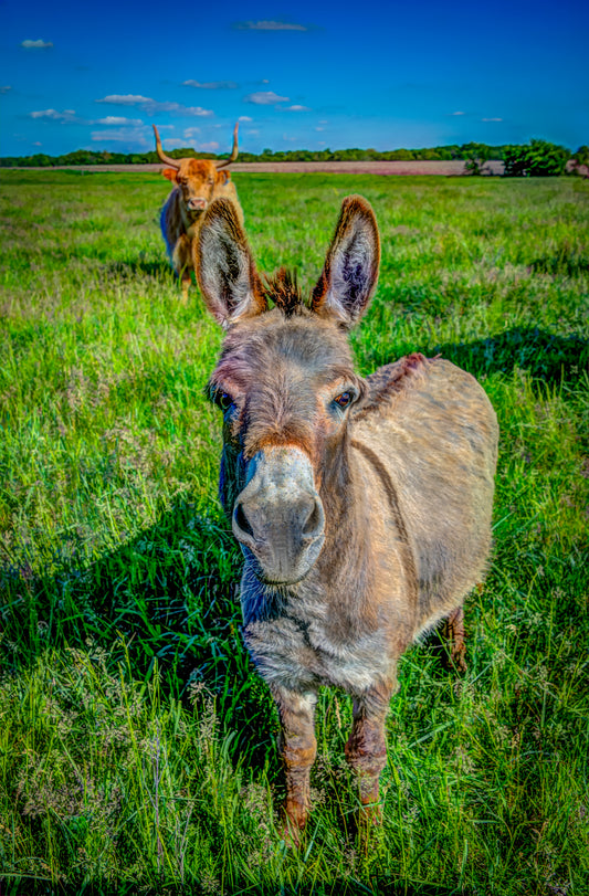 CBD0001 - Donkey in Portrait
