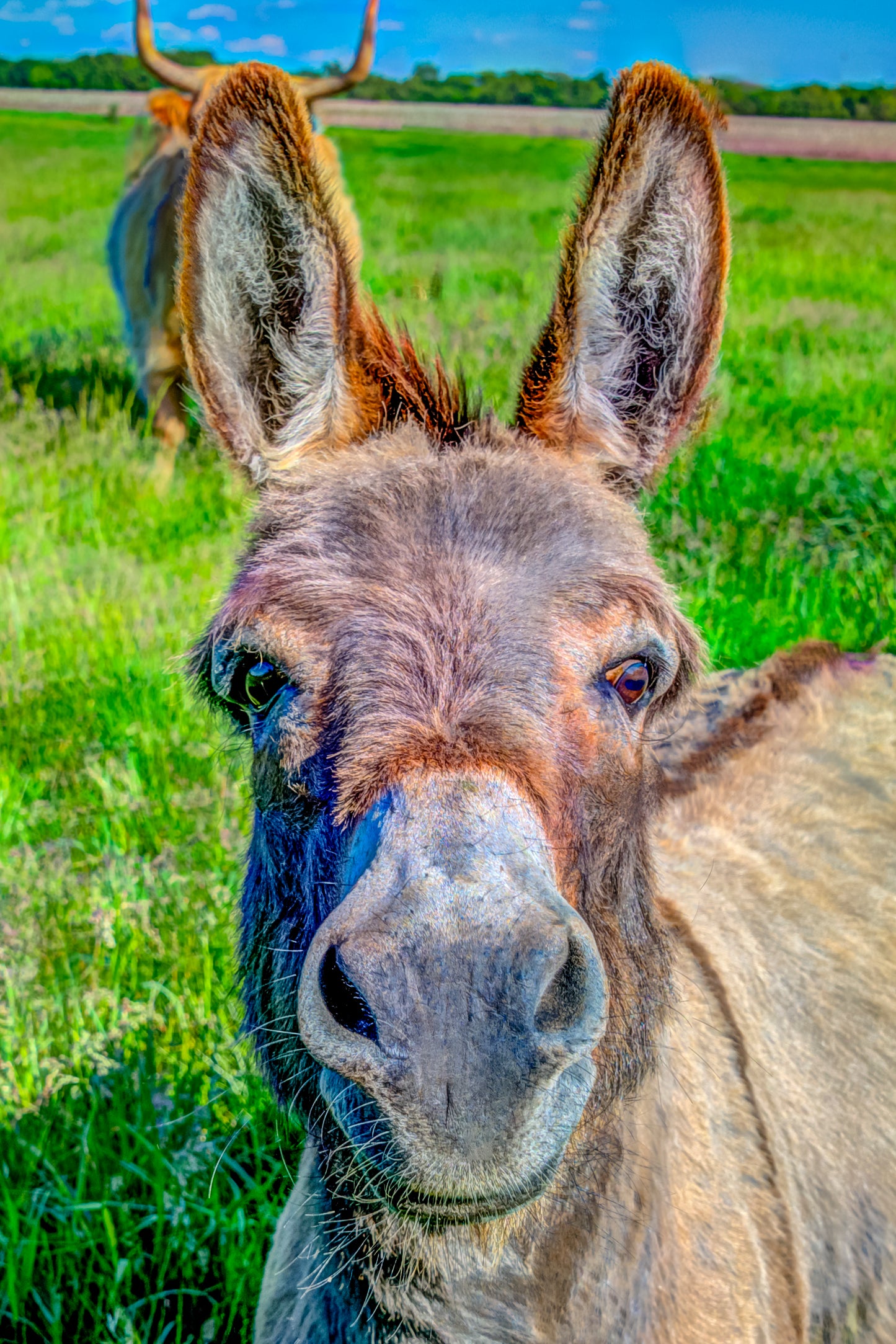 CBD0003 - Donkey in Your Face