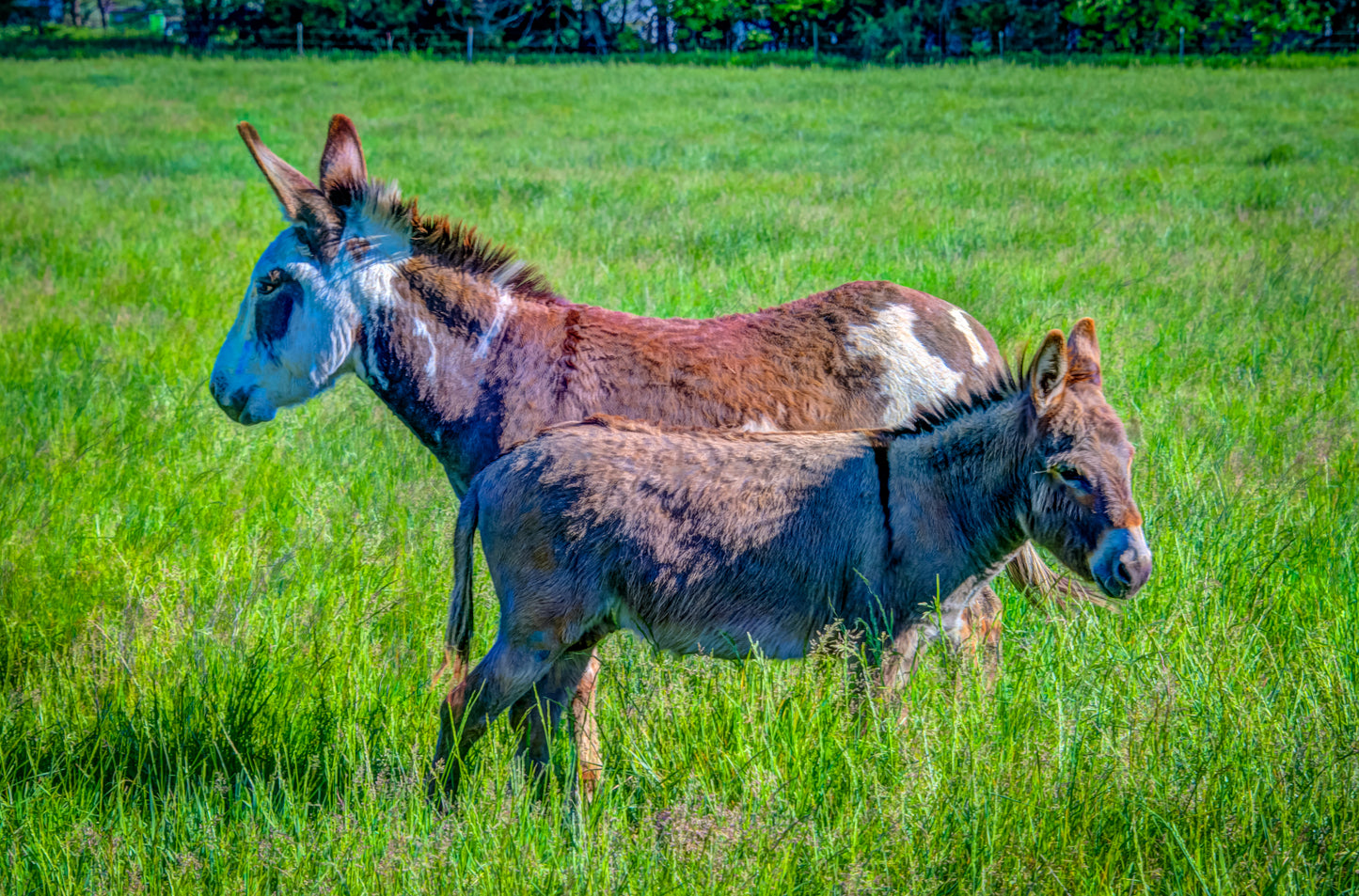 CBD0004 - Donkey Duo