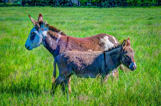 CBD0004 - Donkey Duo