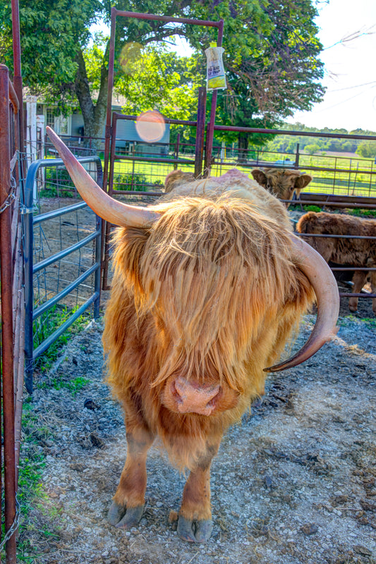 CBD0005 - Lady Alice