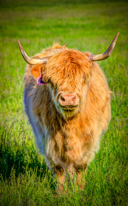 CBD0006 - Sweet Hattie