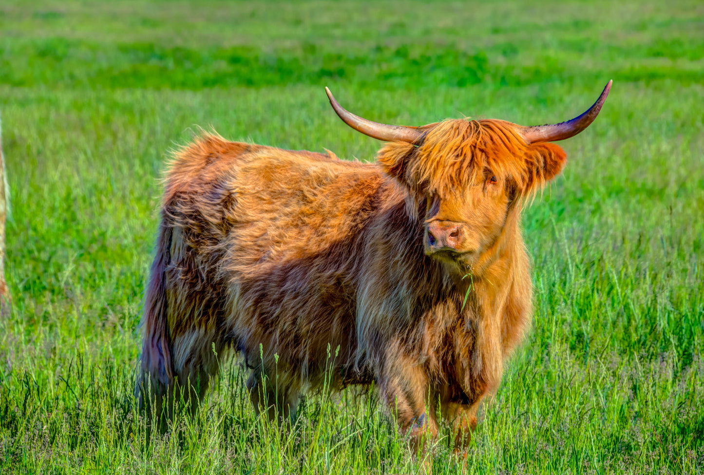 CBD0009 - Curious Katherine