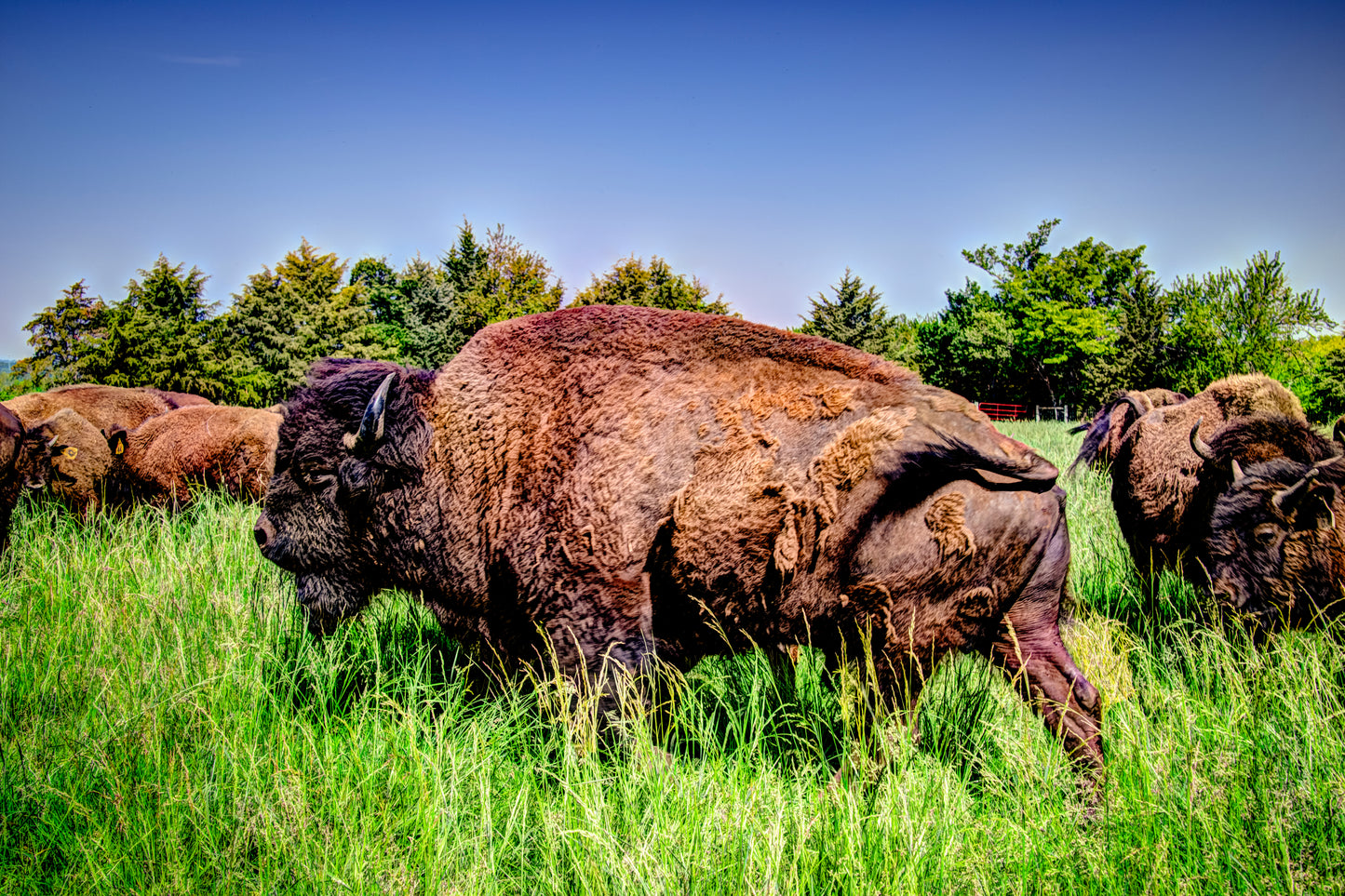 CBD0011 - Large and In Charge