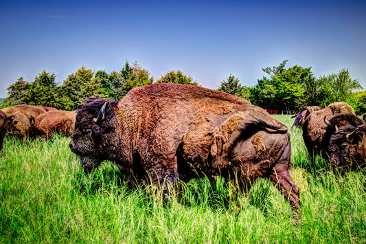 CBD0011 - Large and In Charge