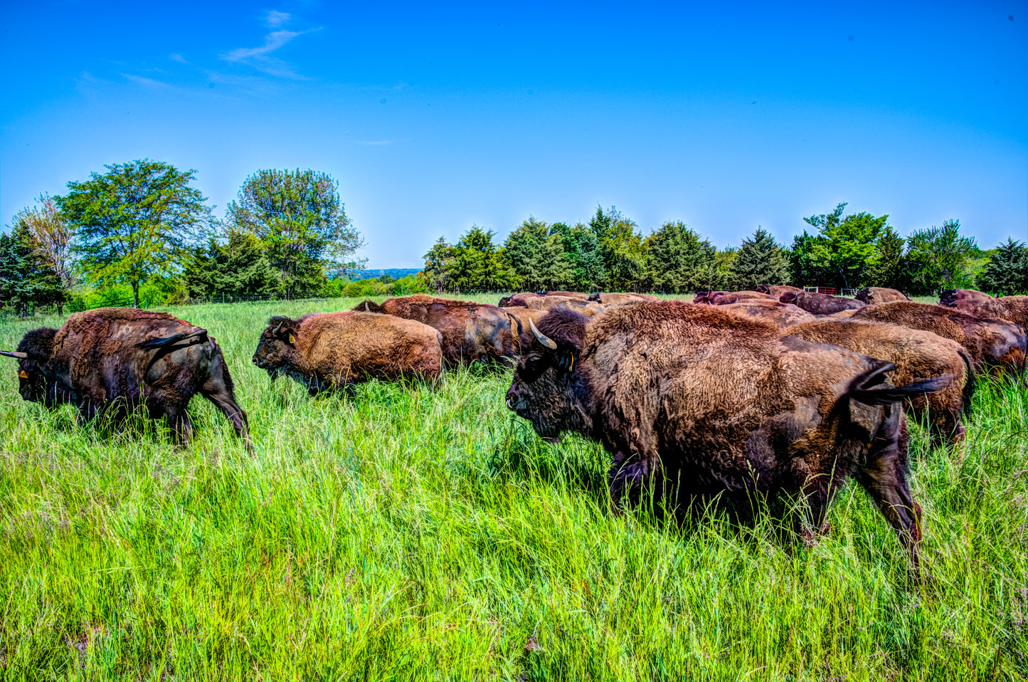 CBD0012 - Bison Herd on the Move