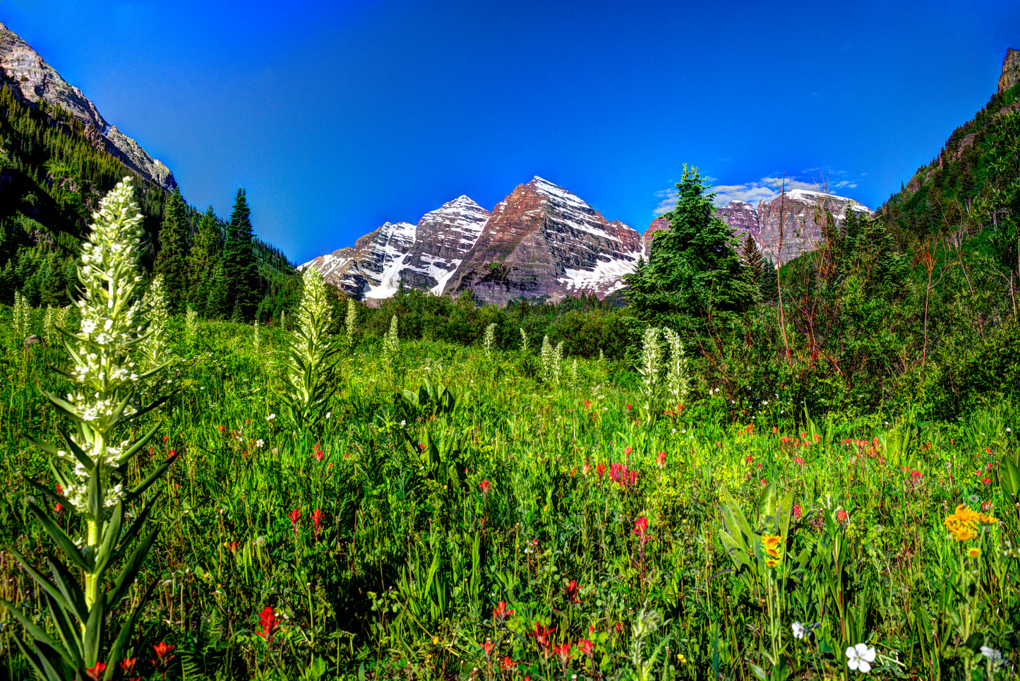 COL0016 - Flower-Filled Meadow at Maroon Bells