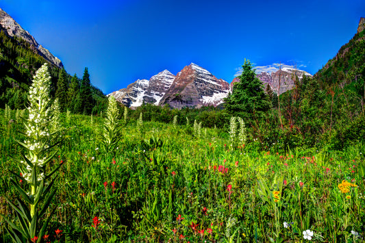 COL0016 - Flower-Filled Meadow at Maroon Bells