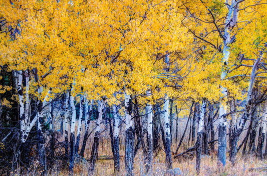 COL0037 Autumn Aspen Grove in Rocky Mountain National Park