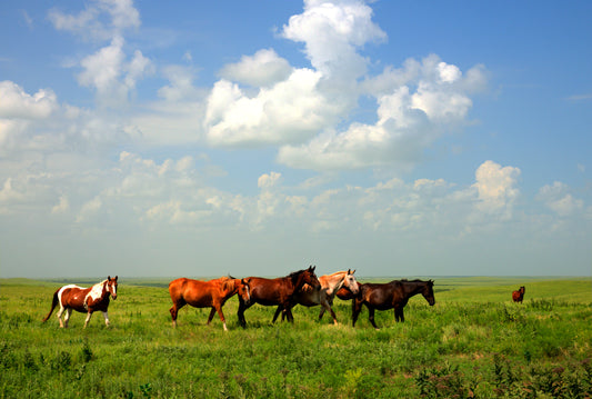 FH0099 - Rescued Mustang Herd in Greenwood County