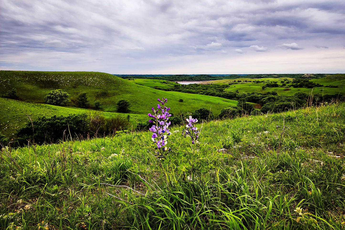 FH0150 - Spring Blossoms on the Prairie