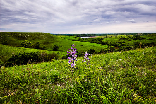 FH0150 - Spring Blossoms on the Prairie