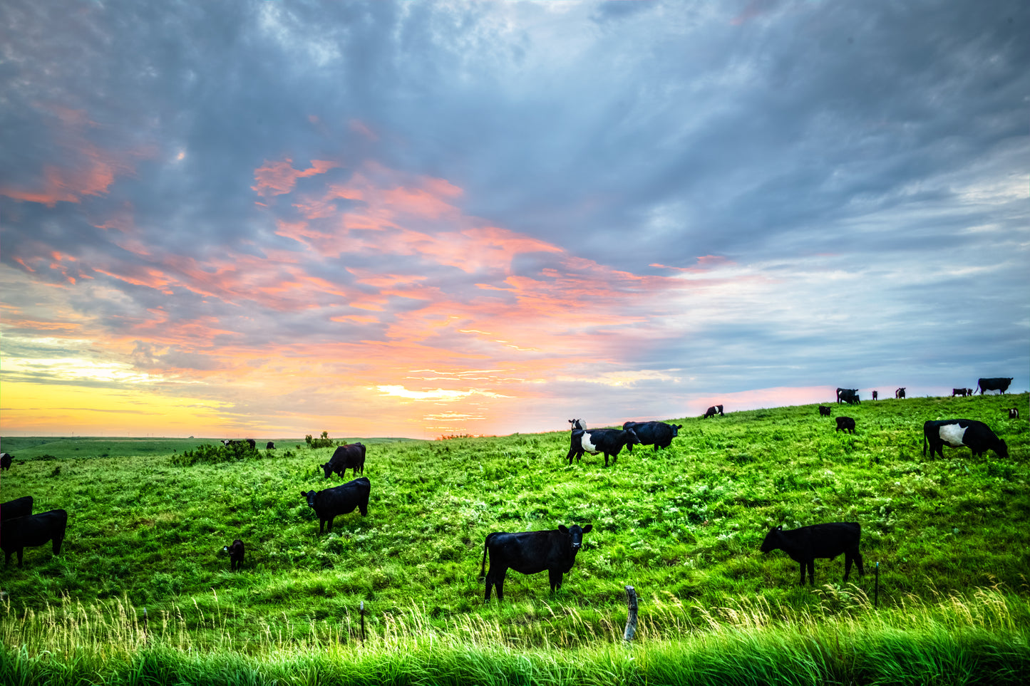 FH0168 - Cattle Grazing at Sunrise