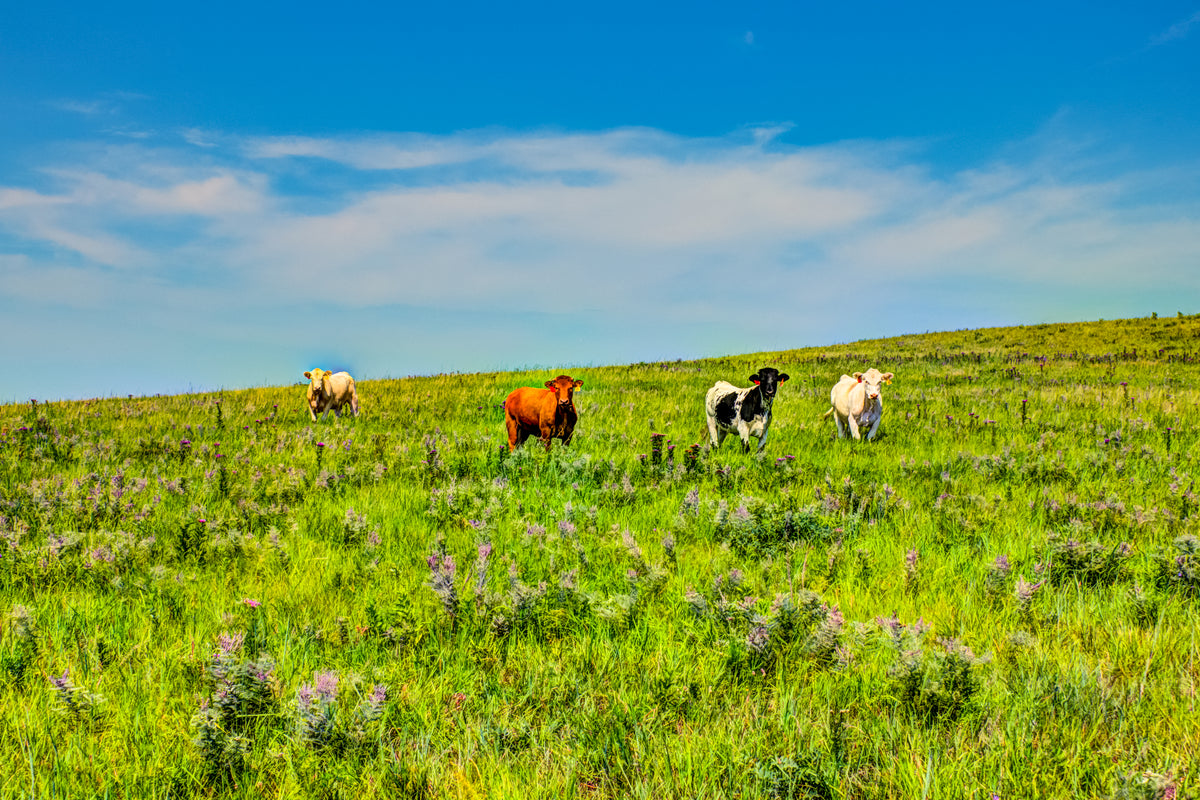 FH0186 - Herd on the Hill