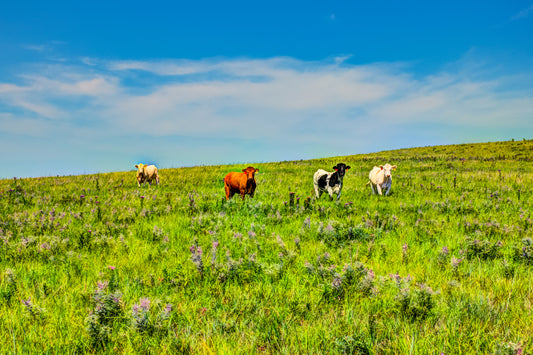 FH0186 - Herd on the Hill