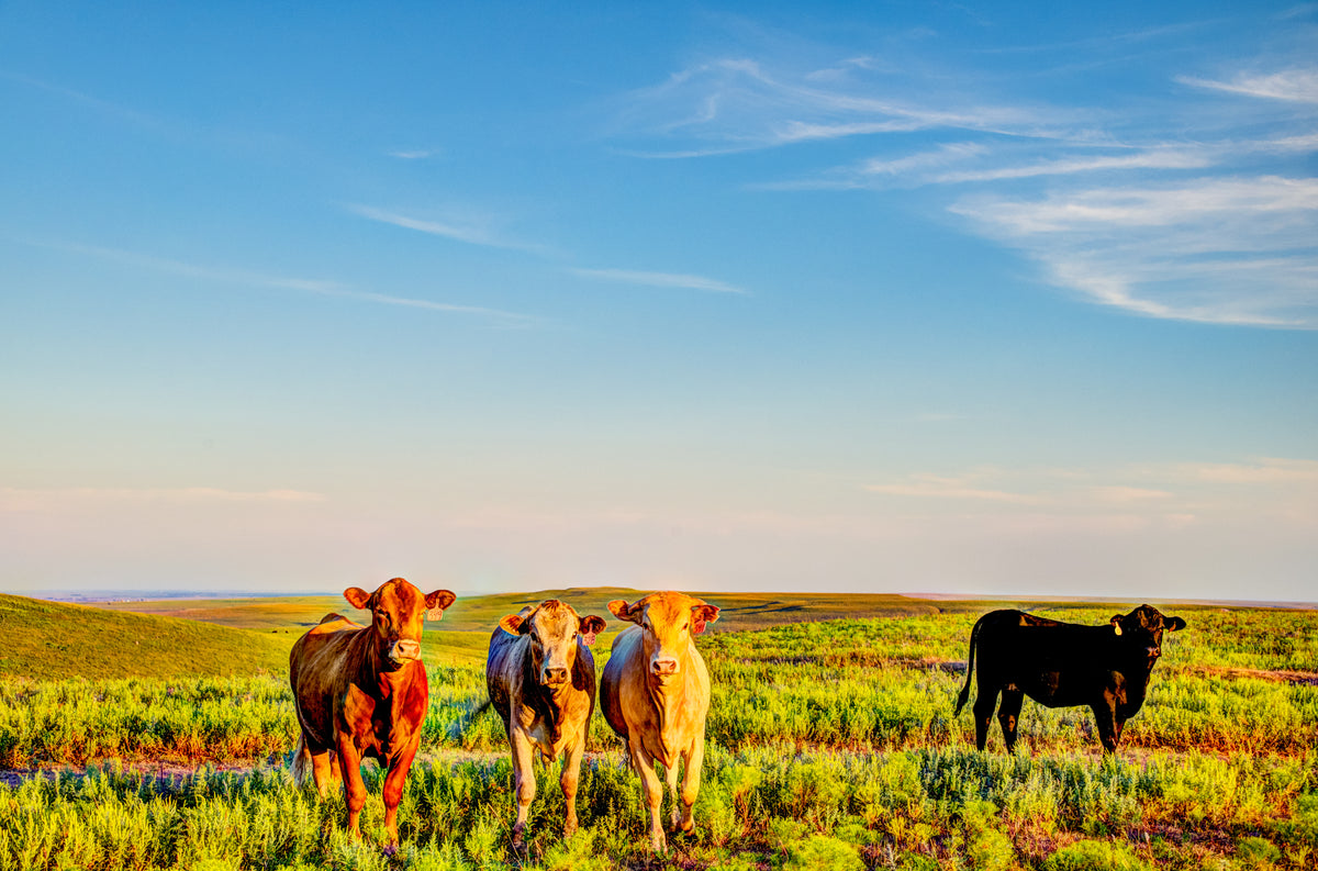 FH0191 - Evening Grazing Group