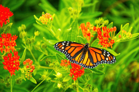 FL0001 - Monarch on Red Prairie Flower