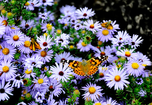 FL0002 - Purple Asters and Painted Ladies