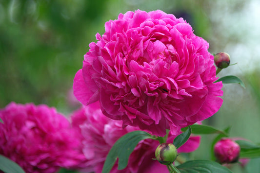 FL0005 - Pink Peonies