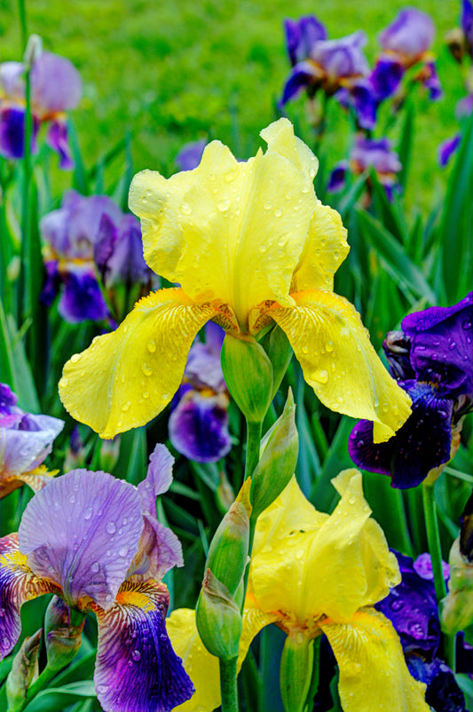 FL0006 - Irises After the Rain