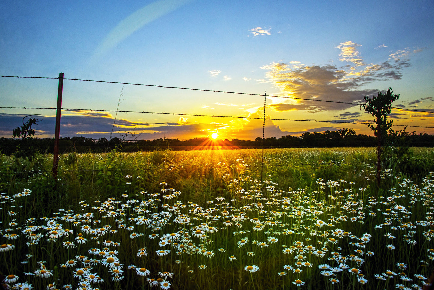 FR0019 - Sunset Daisies