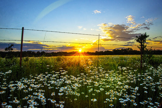 FR0019 - Sunset Daisies