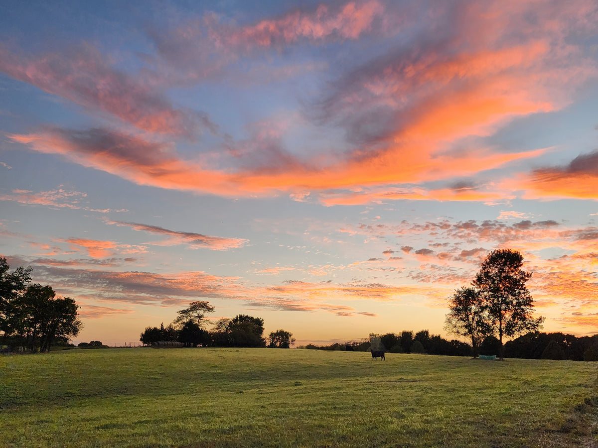 FR0044 - Grazing Under Colorful Skies