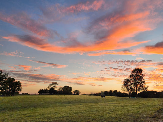FR0044 - Grazing Under Colorful Skies