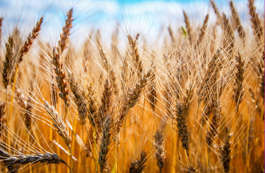 FR0049 - Ready For Harvest