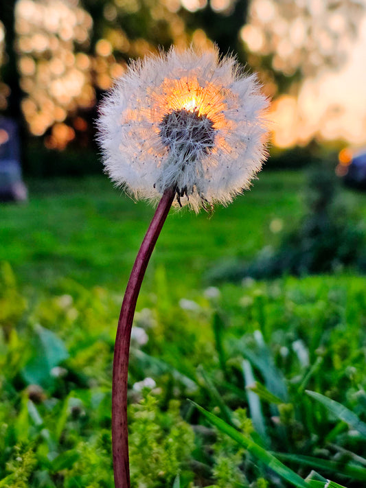 FR0050 - Dandelion Sunset