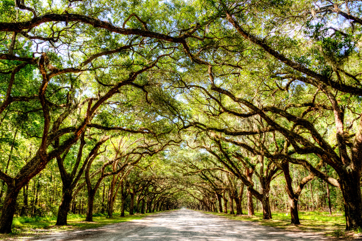 GA0001 - Live Oak Lane at Wormsloe Plantation