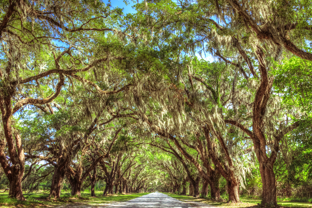 GA0002 - Wormsloe Plantation Live Oak Lane