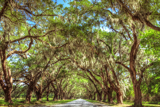GA0002 - Wormsloe Plantation Live Oak Lane