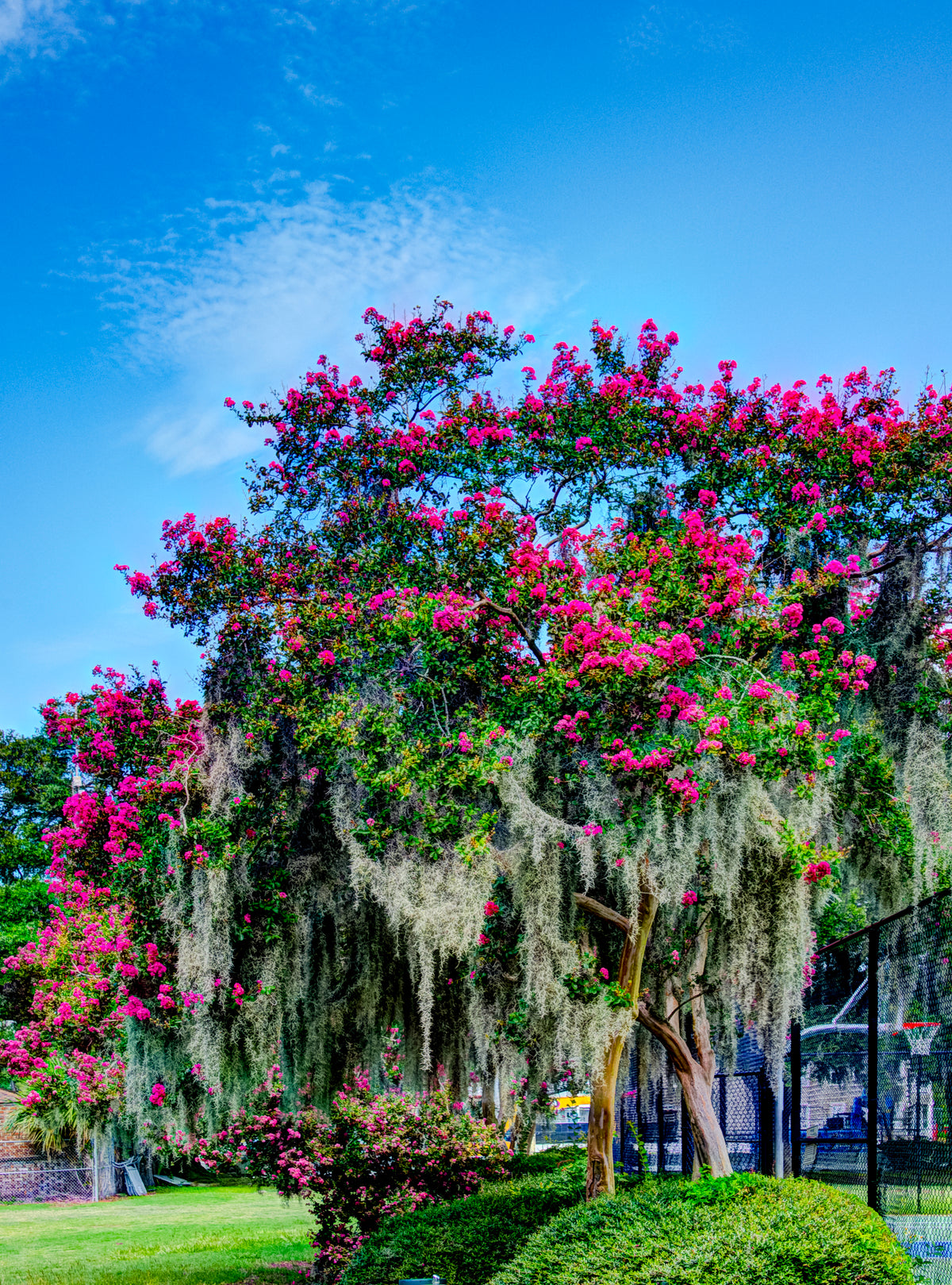 GA0004 - Crape Myrtle Tree In Bloom