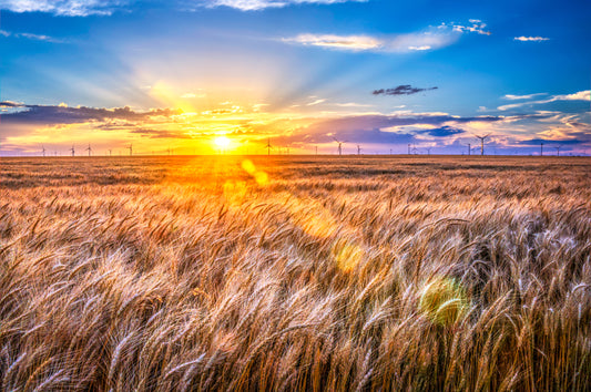 KS0011 - For Amber Waves of Grain