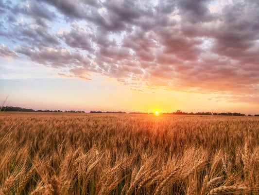 KS0022 - Golden Sunset in Saline County