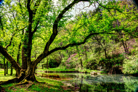 MO0014 - Dogwood Canyon In Spring