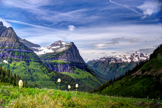 MT0001 - Bear Grass In Glacier National Park