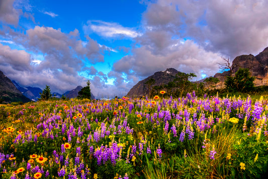 MT0009 - Many Glaciers Wildflowers